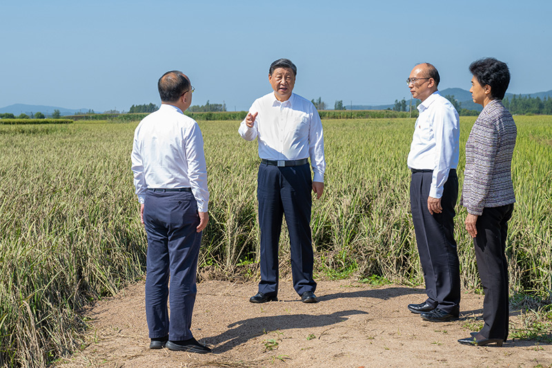 9月6日至8日，中共中央总书记、国度主席、中央军委主席习近平在黑龙江调查。这是7日上午，习近平在遭逢洪涝灾害的哈尔滨尚志市老街基乡龙王庙村，观察水稻受灾情况。