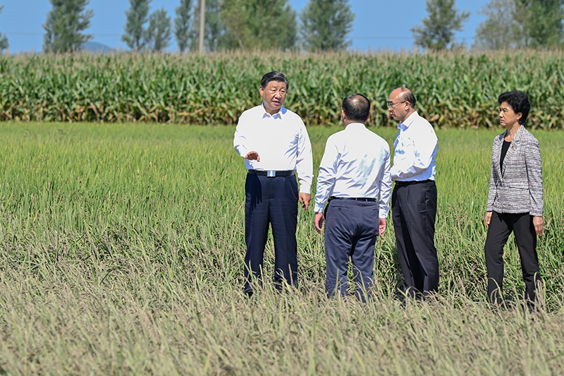 9月6日至8日，中共中央总书记、国度主席、中央军委主席习近平在黑龙江调查。这是7日上午，习近平在遭逢洪涝灾害的哈尔滨尚志市老街基乡龙王庙村，观察水稻受灾情况。